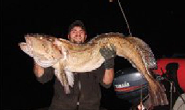 Monster Ling Cod