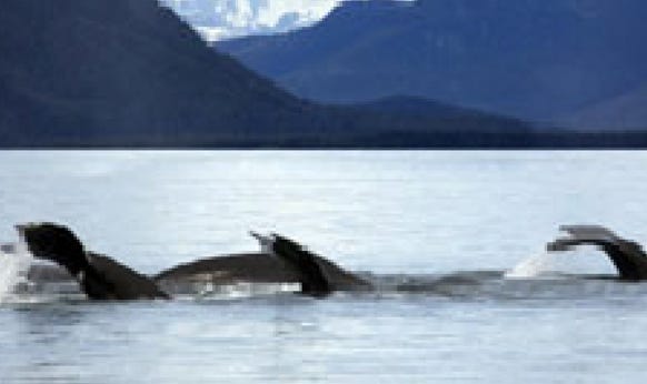 Alaska whales in bay