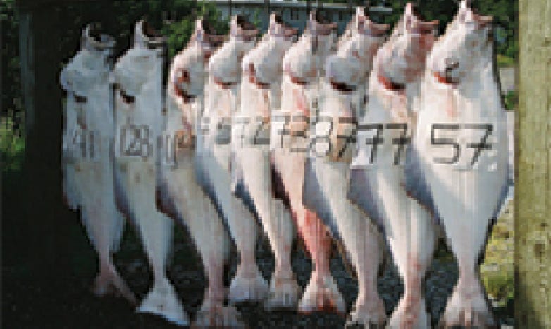 Daily haul of Alaskan halibut