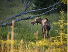 Moose frequent our Alaskan fishing lodge back yard