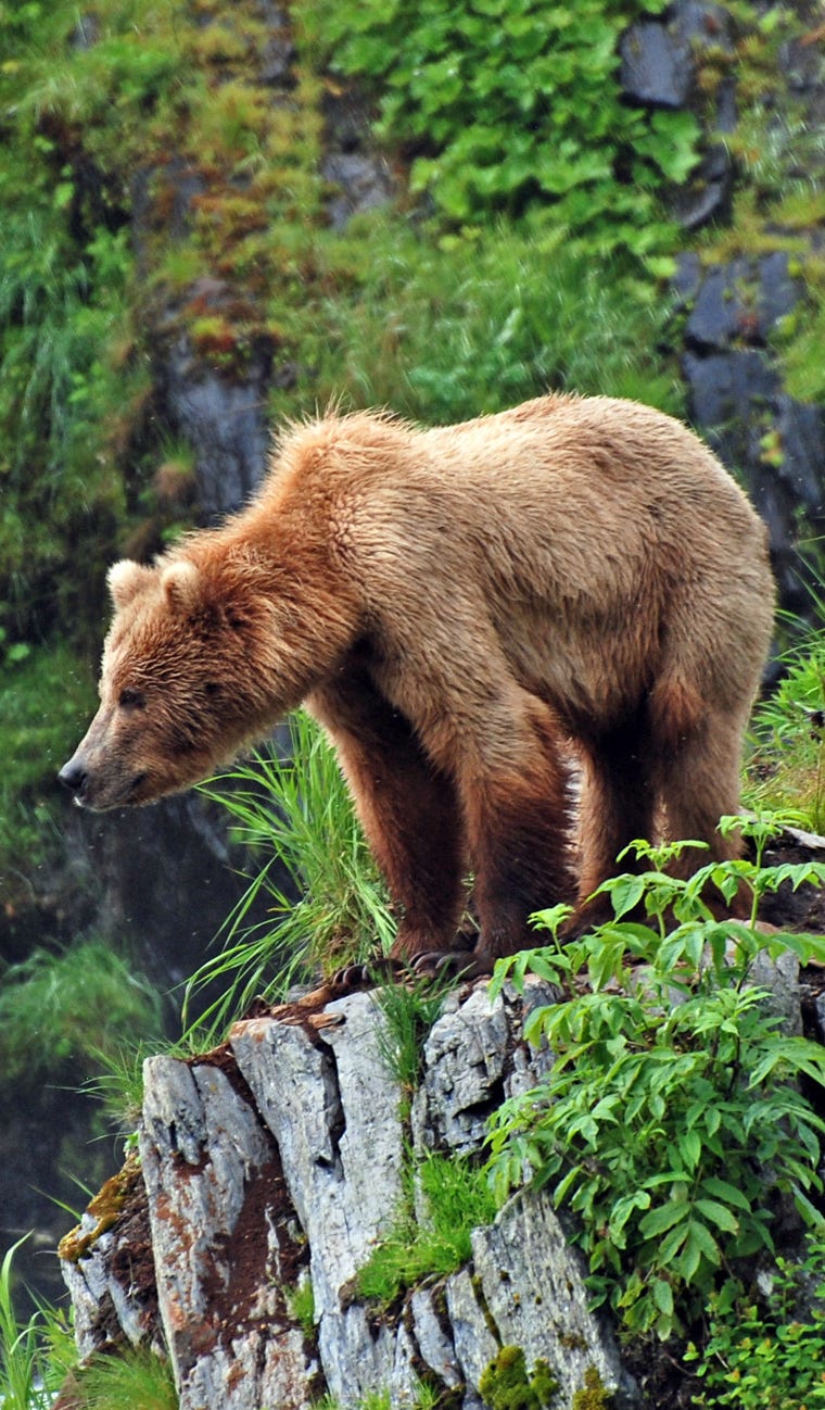 See bears while fishing