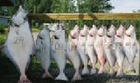 Huge daily catch of halibut in Homer, Alaska