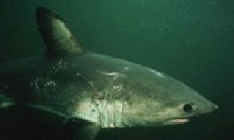 Salmon shark