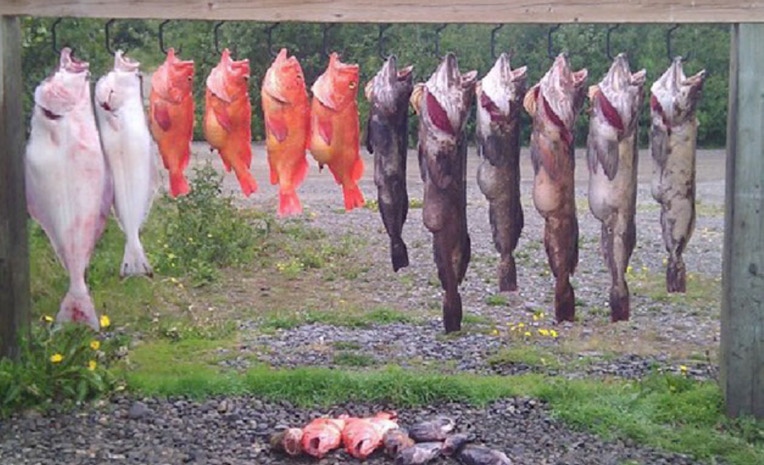 Multi-species catch, with Ling cod