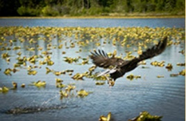 Eagle fishing near our Alaskan fishing lodge