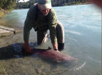 Releasing beautiful, late salmon